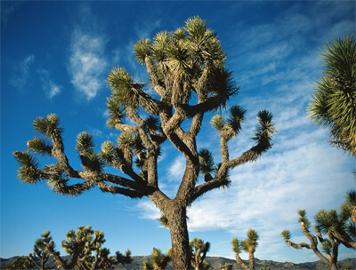 Joshua Tree