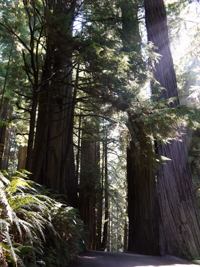 Redwoods along Howland Hill Road.