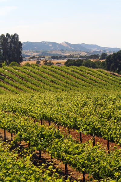 San Luis Obispo Wine Trail | California Scenic Drives on myscenicdrives.com