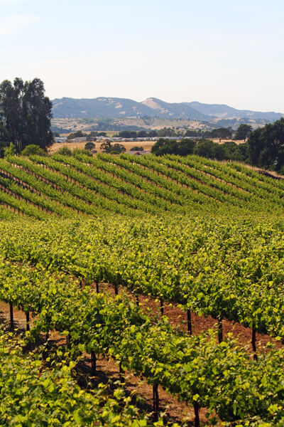 San Luis Obispo Vineyard