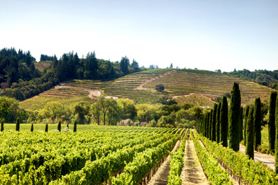 Vineyard in Napa Valley