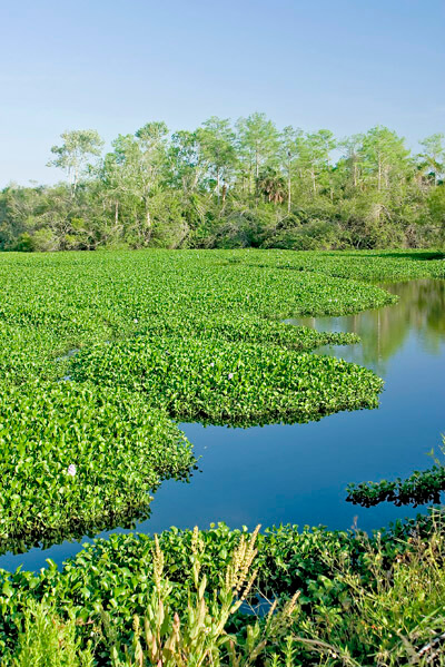 Big Cypress Swamp National Preserve