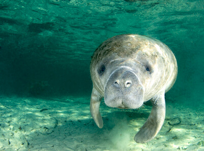 Manatee