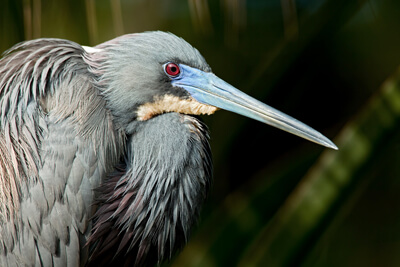 Tricolored Heron
