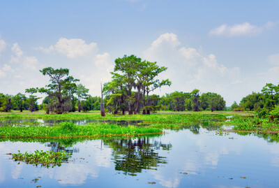The Atchafalaya Basin