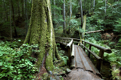 Lush forest along the McKenzie River Hiking Trail