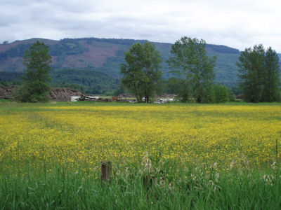 Mosquito Lake Road